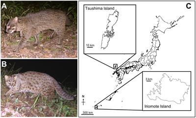 A comparative profile of urinary scent signals of two endangered Japanese populations of leopard cat